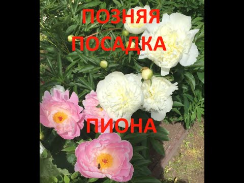 Видео: Поздняя посадка пиона. Конец октября - начало ноября.