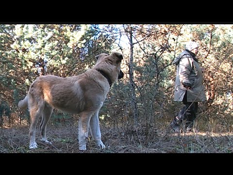 Видео: Різноманітні гриби в молодому сосновому лісі. Воюю з Мухтаром😀