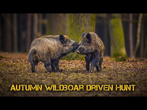 Видео: Есеннен лов на гонки за глигани - Целият епизод гледайте безплатно  https://safarichannel.eu/