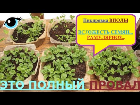 Видео: Правильная Пикировка ВИОЛЫ-Как и Когда? РАМУЛЯРИОЗ Виолы.