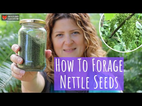 Видео: Как собирать семена крапивы