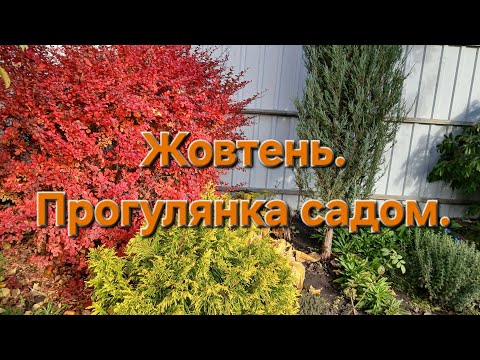 Видео: Прогулянка осіннім садом після дощу. Вигляд рослин. #сад #рослини #квіти #дощ 