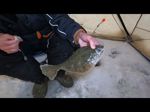 Видео: ЗИМНЯЯ РЫБАЛКА ЗА ПОЛЯРНЫМ КРУГОМ НА МОРЕ / WINTER FISHING IN THE ARCTIC CIRCLE AT SEA