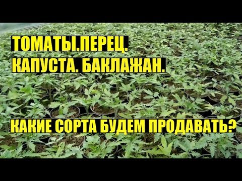 Видео: Рассада овощей на продажу. Начало.