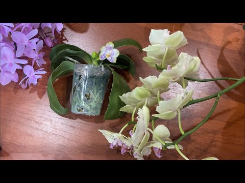 Видео: ВСЁ О ФАЛЕНОПСИСАХ ORCHID CARE. Детки, Выгонка Цветоносов,Посадка,Полив.Выбор Субстрата.