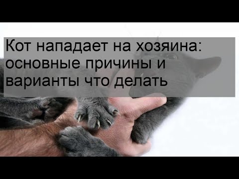 Видео: Кот нападает на хозяина: основные причины и варианты что делать