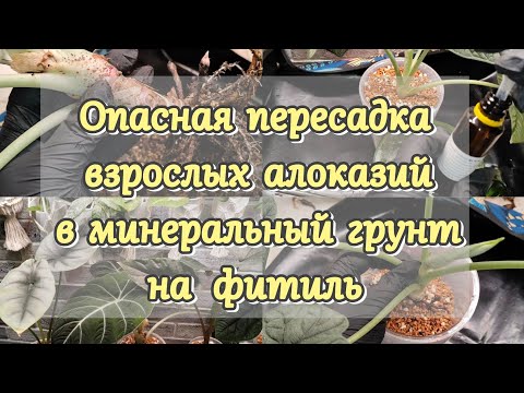 Видео: Опасная пересадка взрослых алоказий в минеральный грунт на фитиль 