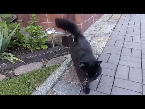 Видео: Разговорчивый кот