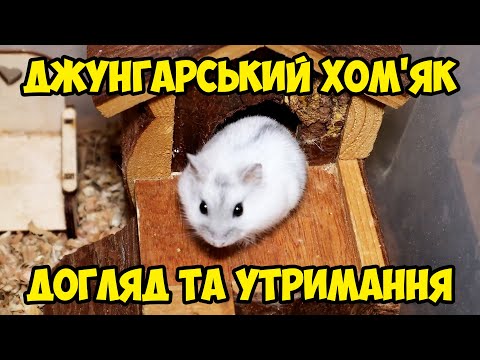 Видео: Джунгарський хом'як – догляд та утримання в домашніх умовах