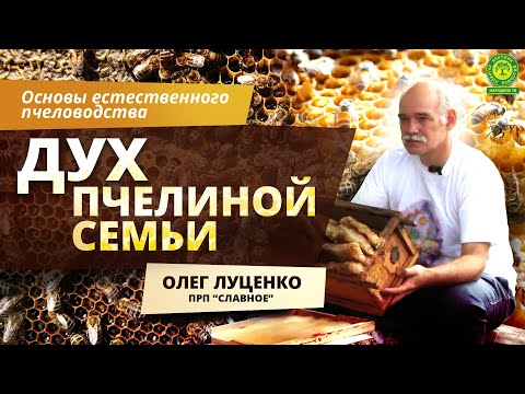 Видео: ОСНОВЫ ЕСТЕСТВЕННОГО ПЧЕЛОВОДСТВА. Дух пчелинной семьи | Вестник РП
