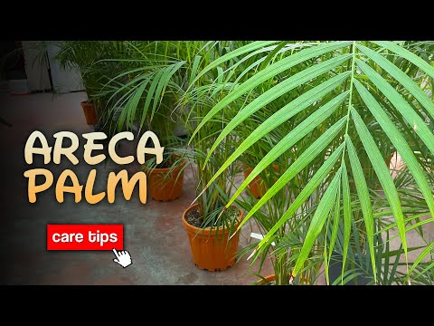 Видео: ЛУЧШИЕ советы по уходу за пальмой Арека: Dypsis Lutescens | Основные советы для здорового роста