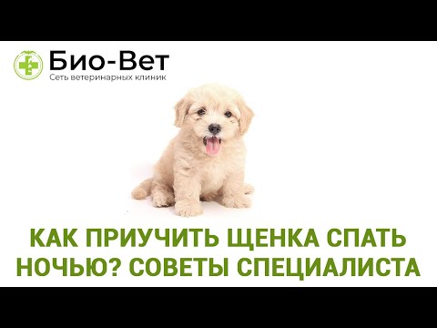 Видео: Как приучить щенка спать ночью 🐶// Советы Ветеринара // Сеть Ветклиник Био-Вет
