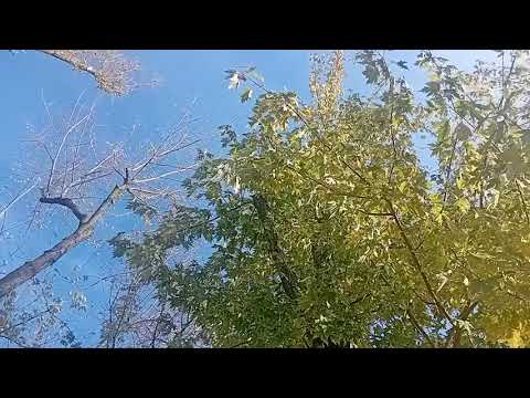 Видео: Краса яка ! 