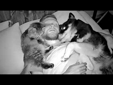 Видео: Что делают мои собаки и кошки, пока я сплю по ночам!