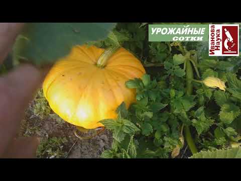 Видео: БЕЗ удобрений и подкормок. СУПЕРпростой способ получить красивые сладкие и хорошо хранящиеся тыквы.
