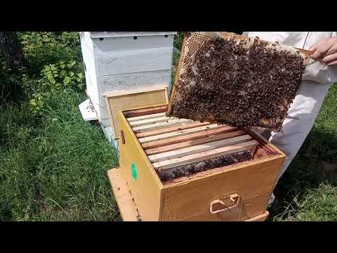 Видео: Развитие роя за месяц. Если бы знал, сделал бы по другому