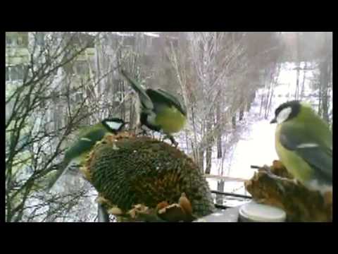 Видео: Птицы - Развивающая презентация для детей. Карточки Домана.