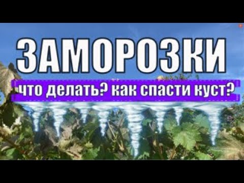 Видео: Раннеосенние заморозки на моем винограднике. Виноград осенью.