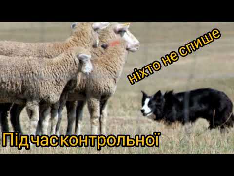 Видео: Меми-привітання до Дня вчителя