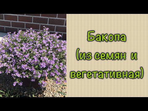 Видео: Бакопа (из семян и вегетативная)