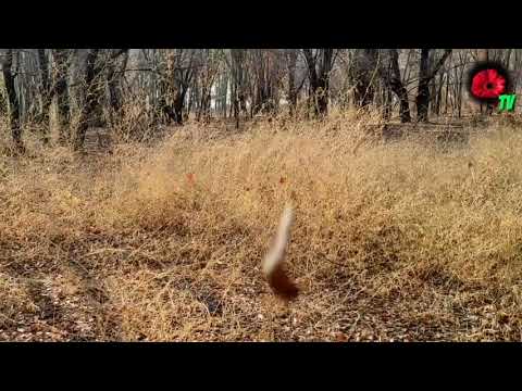 Видео: БУЙДОК БОЛАР КУРМАСИН АЙОЛАР