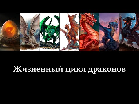 Видео: Жизненный цикл драконов | D&D Lore