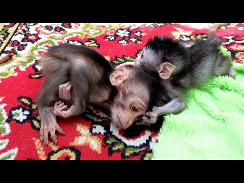 Видео: ЛЕО БЫЛ ВЫНУЖДЕН РАЗЛУЧИТЬСЯ С ЛИЛОЙ. МОЯ БЕДНАЯ МАЛЕНЬКАЯ ОБЕЗЬЯНКА