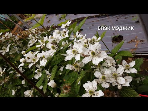 Видео: 11.05.2025. Ежевика. Новые сорта цветут.