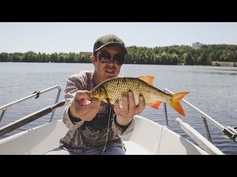 Видео: Снова ищу 1 кг краснопёрку на ультралайт. Ловля краснопёрки ультралайтом. Окунь и лещ, как бонус!
