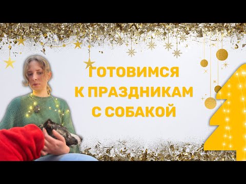 Видео: Салюты и гости. Как подготовить собаку к праздникам?