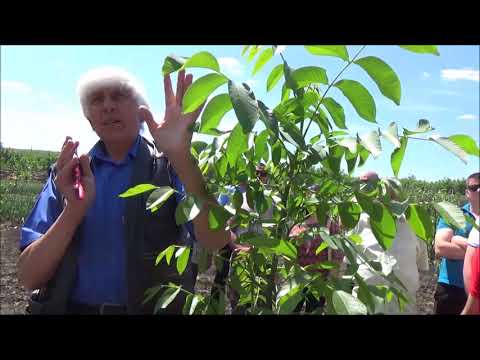 Видео: Семинар по ореховодству Формирование кроны двухлетки  Май 2018