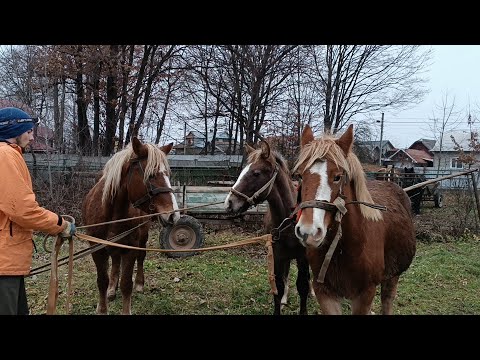 Видео: 📸Коні на продаж 💰🎯