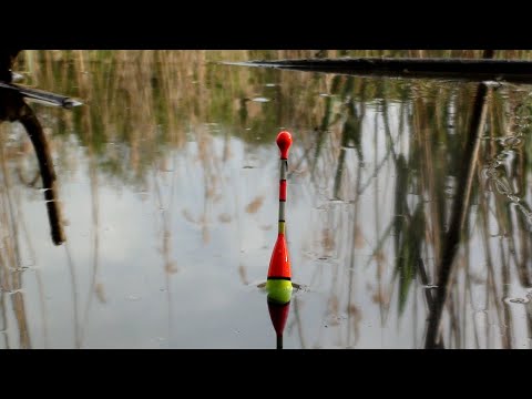 Видео: Рыбалка на карпа на простую поплавочную удочку! Ловля карпа и карася на поплавочную удочку