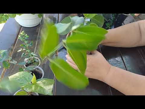 Видео: Мой "магазин". Здесь вы найдете редкие, и не очень, красивоцветущие комнатные растения.