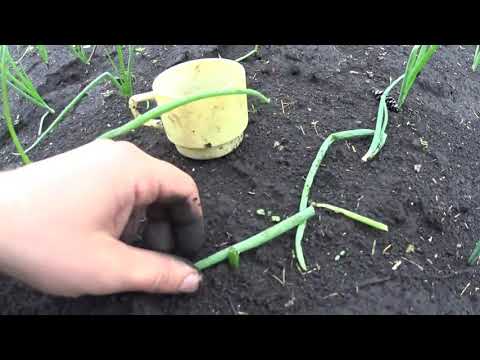 Видео: Дача #11 Совка подгрызающая...продолжение. Меры борьбы