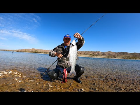 Видео: ОТ ЭТИХ ПОКЛЁВОК на КАСТМАСТЕР ДУХ ЗАХВАТЫВАЕТ !!! РЕКА ИЛИ !!! ЛОВЛЯ ЖЕРЕХА на СПИННИНГ.