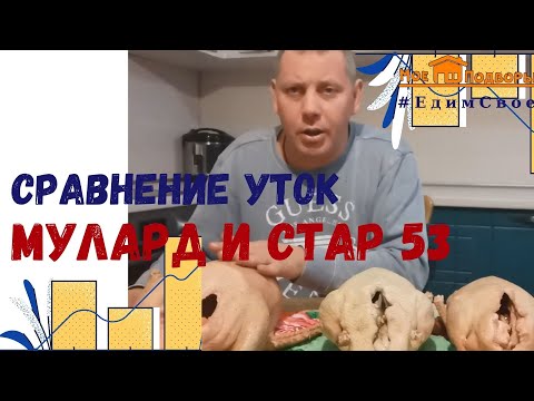 Видео: Мясо утки: МУЛАРД и СТАР 53.  "Мое Подворье"