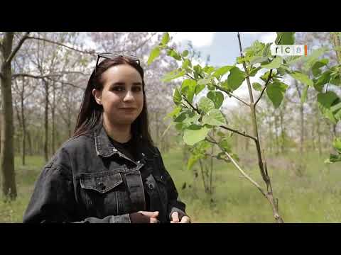 Видео: Особенности павловнии. Дерево, которое цветёт и очень быстро растёт