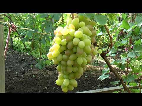Видео: Экспедиция по садам и виноградникам Д В, участок Устиненко А А, г  Лесозаводск, 24 08 21 г