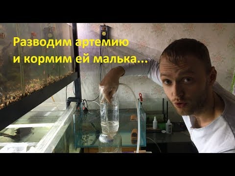 Видео: Разведение артемии