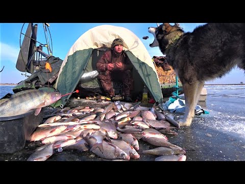 Видео: ЛЁД ЛОМИТСЯ ОТ РЫБЫ! ДИКИЙ ЖОР НА ПРОСТУЮ УДОЧКУ. Рыбалка с ночёвкой в летней палатке на льду.