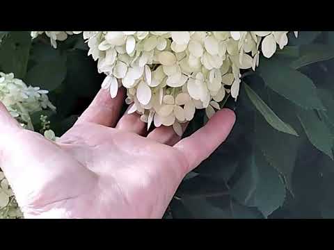 Видео: Кое-что собрали с огорода