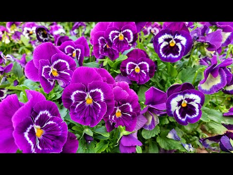 Видео: СЕМЕНА КАК БИЗНЕС, 20 000₽ за 100гр. Очень дешёвые семена цветочных культур.📌ОЧЕНЬ АКТУАЛЬНАЯ ТЕМА.