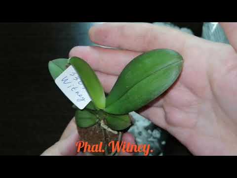 Видео: Ура! Новые орхидеи!