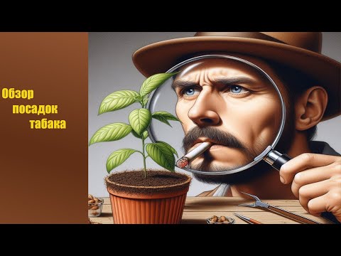 Видео: Обзор посадок табака 10, 17 и 24 июня