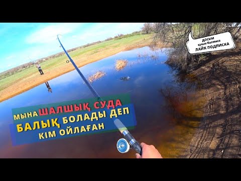 Видео: КАРАСЬ қайда жүретінін енді білдім. Теперь я знаю где найти много КАРАСЯ.