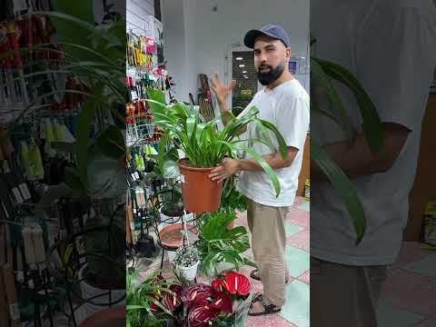 Видео: Флебодиум, тилландсии и монстеры альба в АгроВетЦентре Махачкалы 