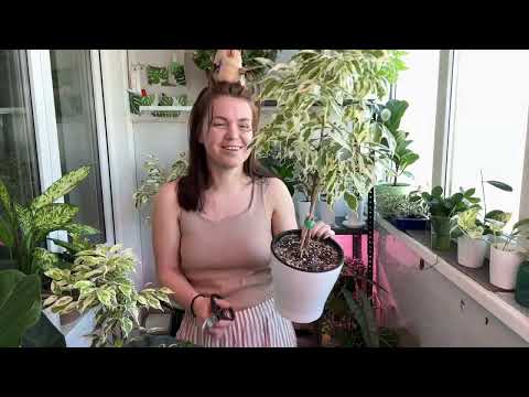 Видео: Обрезка ФИКУСОВ | часть 2
