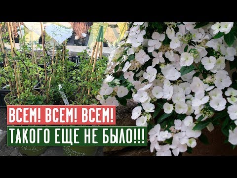 Видео: ПЕРВАЯ В МИРЕ АМПЕЛЬНАЯ ГОРТЕНЗИЯ "СБЕЖАВШАЯ НЕВЕСТА "БЕЛОСНЕЖКА"/ Садовый гид