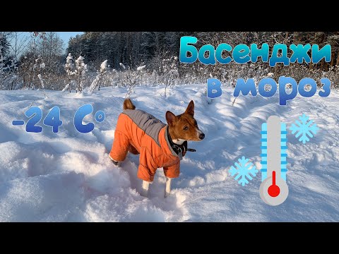 Видео: Как басенджи переносит мороз | Basenji and frost